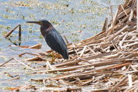 Blue Heron